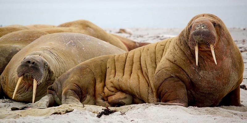 格格城市非遗保护现状：如何在便民服务与城市生活中传承文化根脉？